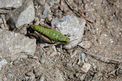 Epipodisma pedemontana