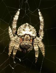 Caerostris sexcuspidata