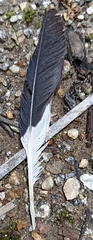 Acridotheres tristis
