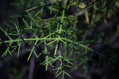 Colletia hystrix
