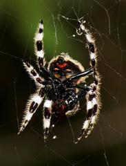 Caerostris sexcuspidata