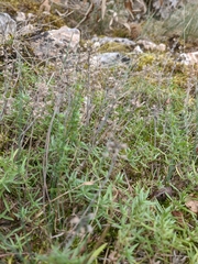 Thymus dzevanovskyi