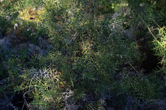 Colletia hystrix