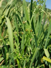 Scrophularia macrophylla