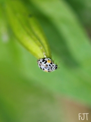 Psyllobora vigintimaculata