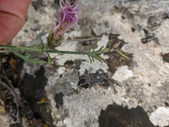 Centaurea sterilis
