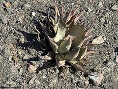 Agave vizcainoensis