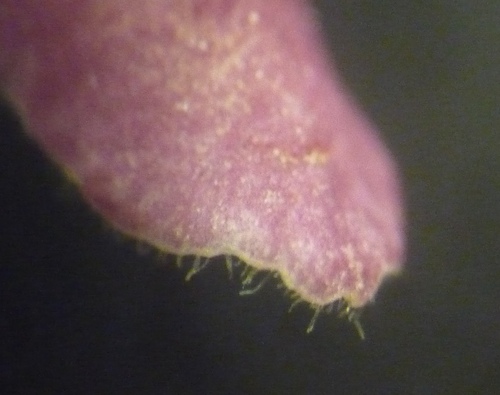 Lycium chinense
