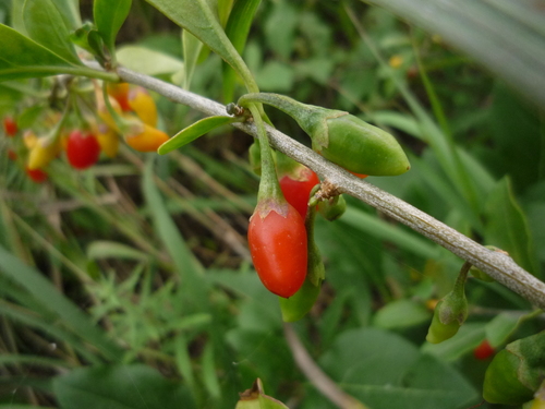 Lycium chinense