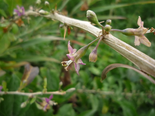 Lycium chinense