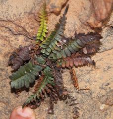 Blechnum inflexum