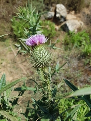 Cirsium phyllocephalum