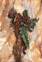 Blechnum inflexum
