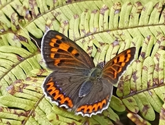 Lycaena panava