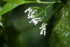 Rauvolfia