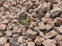 Euphorbia petrophila