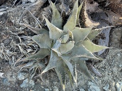 Agave vizcainoensis