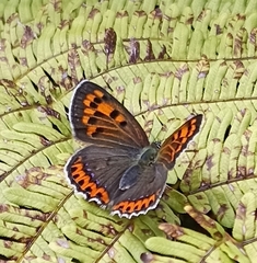 Lycaena panava