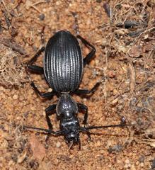 Gonogenia