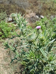 Cirsium phyllocephalum