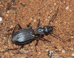 Gonogenia