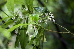 Rauvolfia