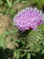 Cirsium phyllocephalum