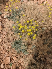 Odontarrhena tortuosa