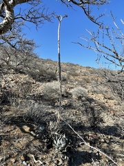 Agave vizcainoensis