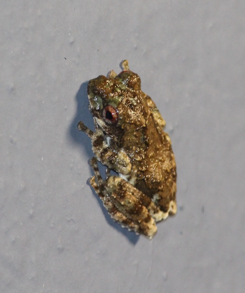 Jerdon's Bubble-Nest Frog