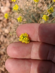 Odontarrhena tortuosa