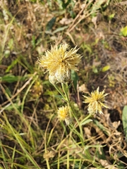 Centaurea chartolepis