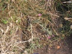 Centaurea corcubionensis