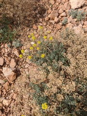 Odontarrhena tortuosa