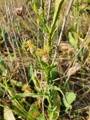 Centaurea chartolepis
