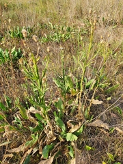 Centaurea chartolepis