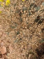 Odontarrhena tortuosa