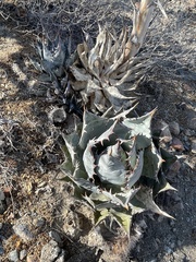 Agave vizcainoensis