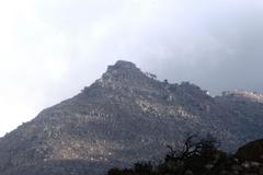 Widdringtonia wallichii