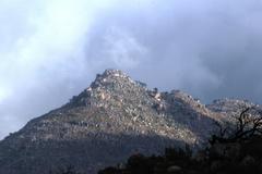 Widdringtonia wallichii