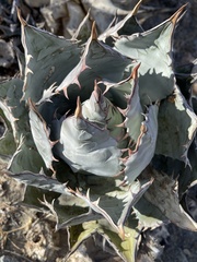 Agave vizcainoensis