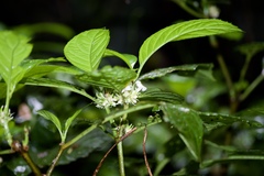 Silvianthus bracteatus