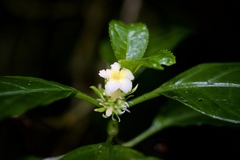 Silvianthus bracteatus