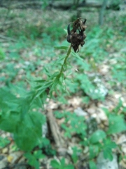 Epipactis helleborine tremolsii