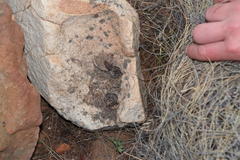 Trachylepis variegata