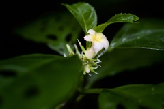 Silvianthus bracteatus