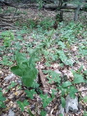 Epipactis helleborine tremolsii