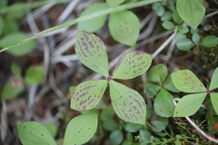 Cornus unalaschkensis