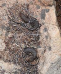 Trachylepis variegata