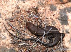 Trachylepis variegata